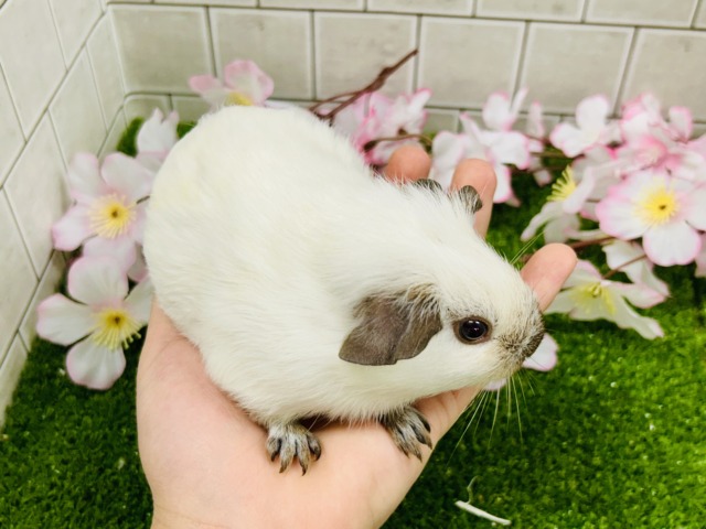 ロシアンスモークモルモット