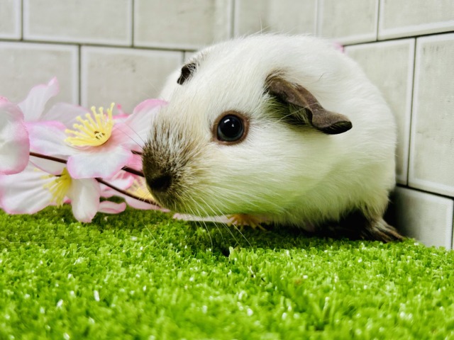 ロシアンスモークモルモット