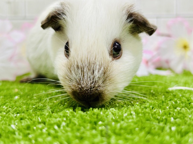 ロシアンスモークモルモット