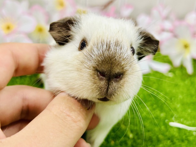 ロシアンスモークモルモット