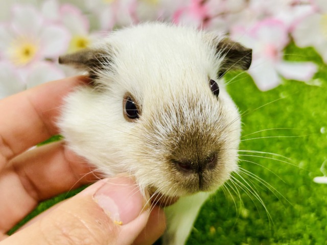 ロシアンスモークモルモット