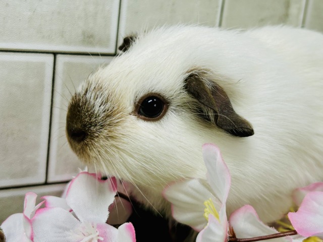 ロシアンスモークモルモット