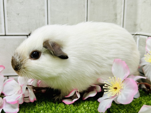 ロシアンスモークモルモット