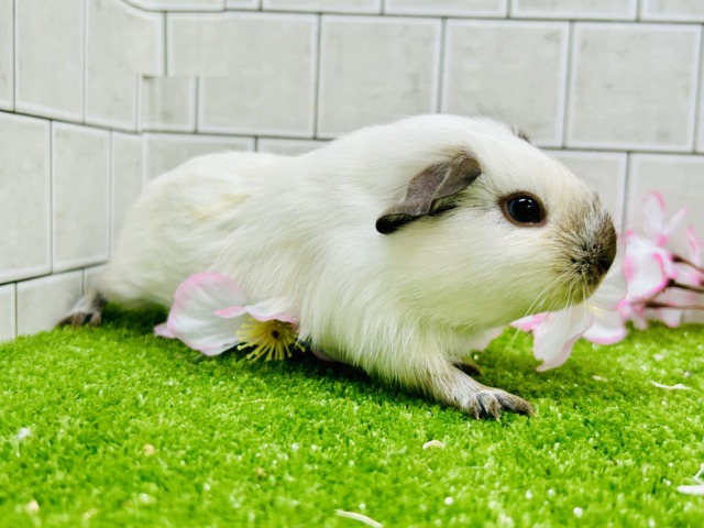 ロシアンスモークモルモット