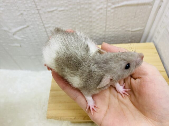 ファンシーラット