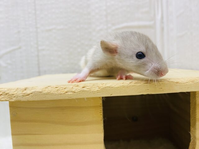 ファンシーラット