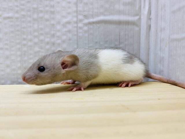 ファンシーラット