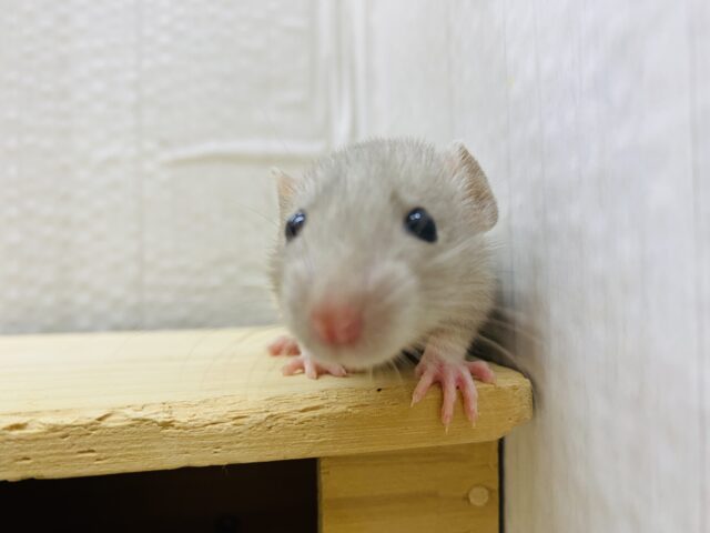 ファンシーラット