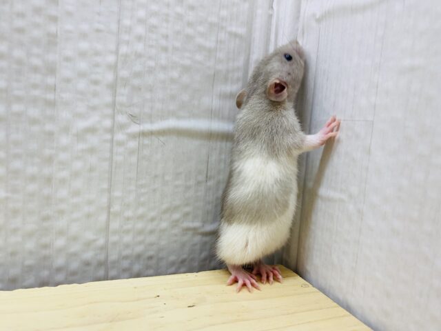 ファンシーラット