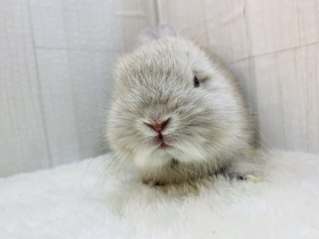 ネザーランドドワーフ