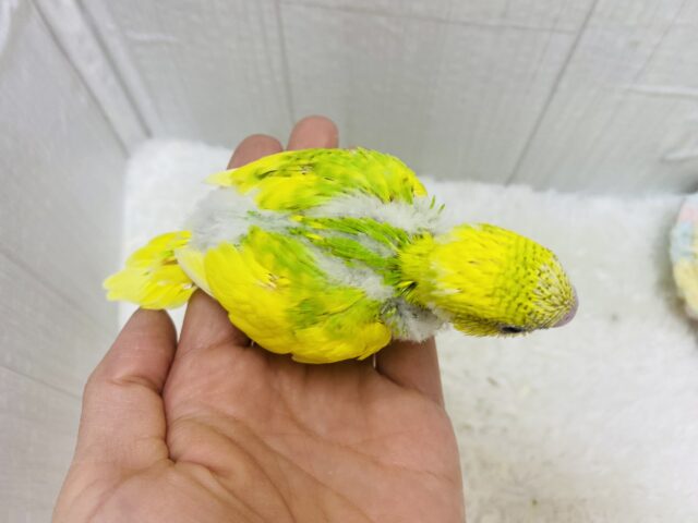 セキセイインコ