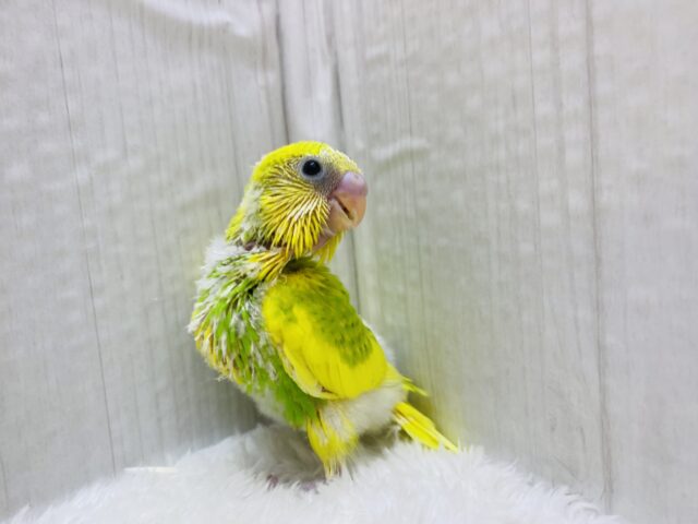 セキセイインコ