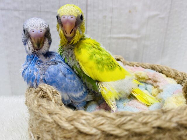 セキセイインコ