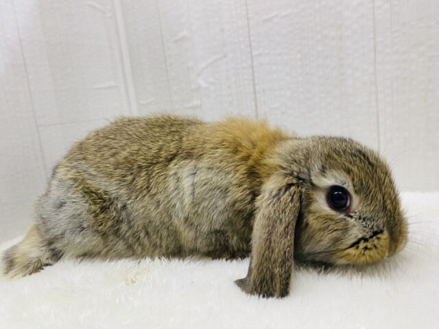 ロップイヤーラビット