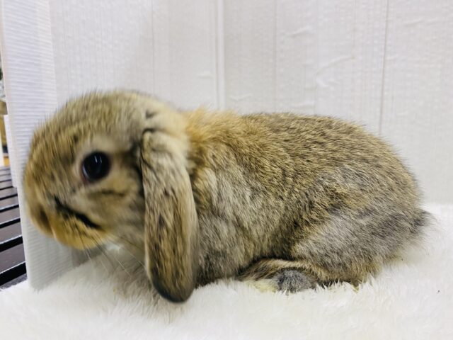 ロップイヤーラビット