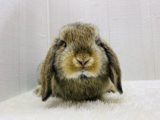 ロップイヤーラビット