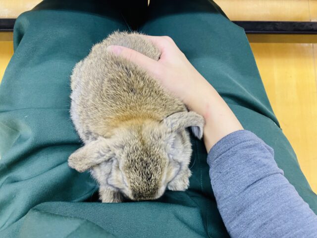 ロップイヤーラビット