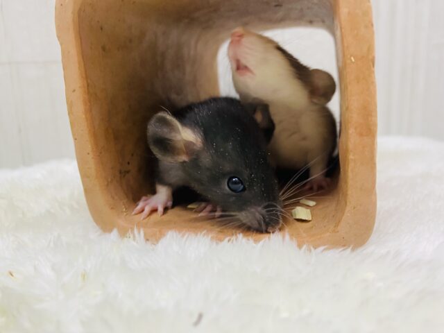 ファンシーラット