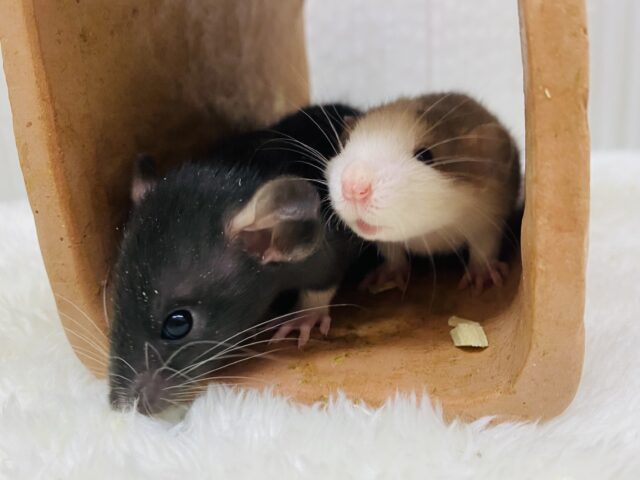 ファンシーラット