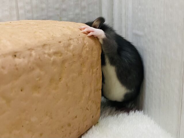 ファンシーラット