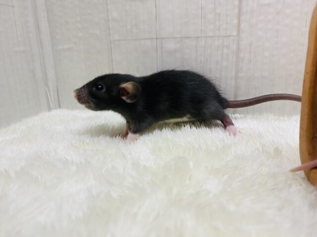 ファンシーラット