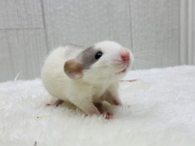 ファンシーラット