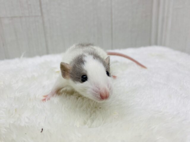 ファンシーラット