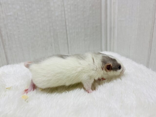 ファンシーラット