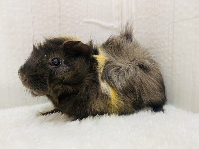 アビシニアンモルモット