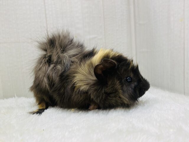 アビシニアンモルモット