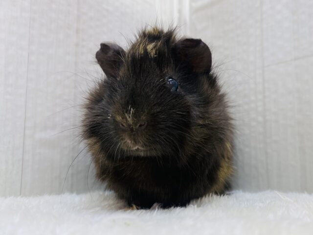 アビシニアンモルモット