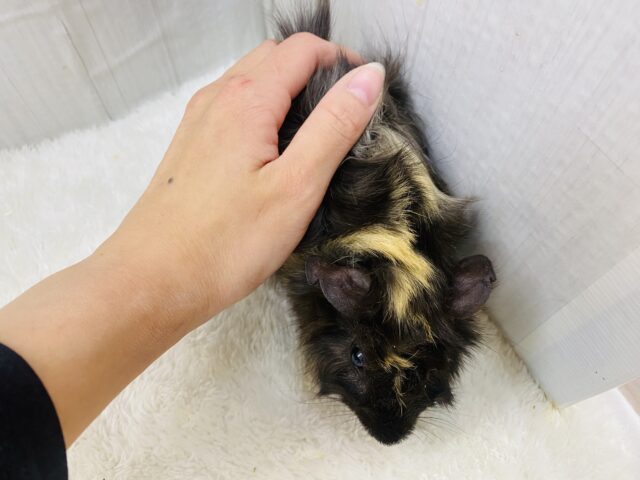 アビシニアンモルモット