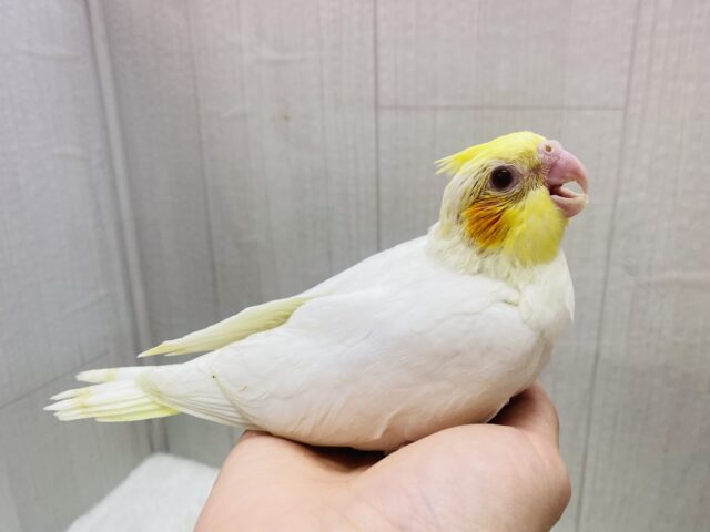 オカメインコ