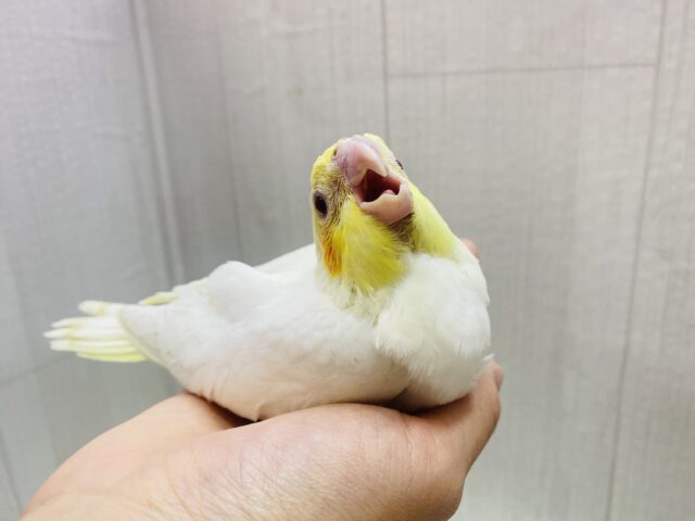 オカメインコ