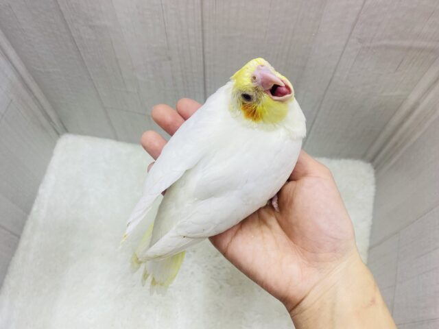 オカメインコ