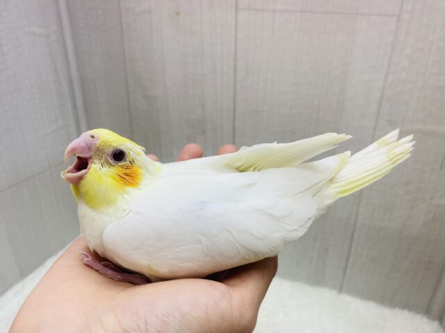オカメインコ