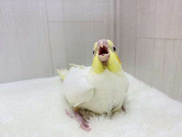 オカメインコ
