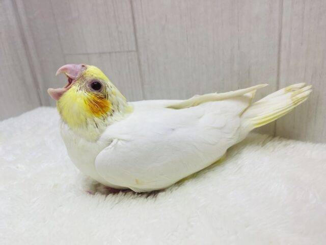 オカメインコ