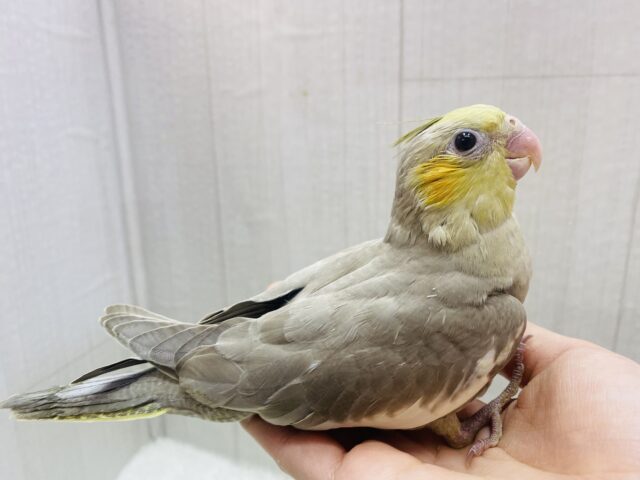 オカメインコ