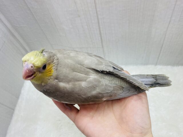 オカメインコ