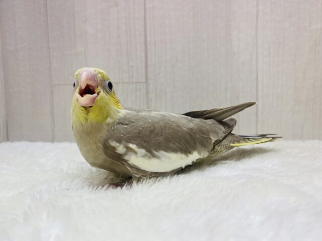 オカメインコ