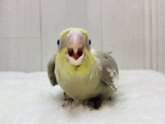 オカメインコ