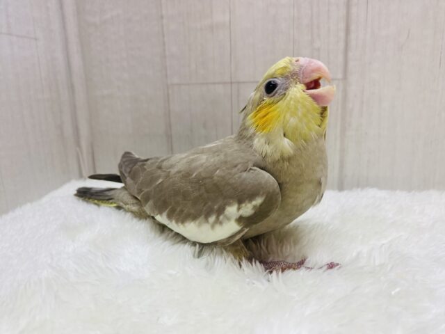 オカメインコ