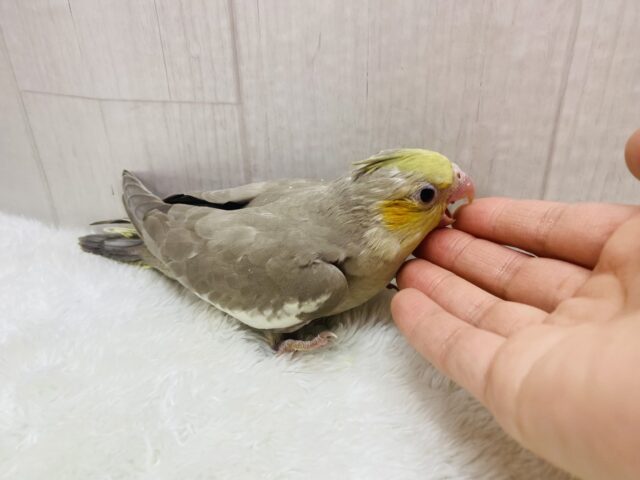 オカメインコ