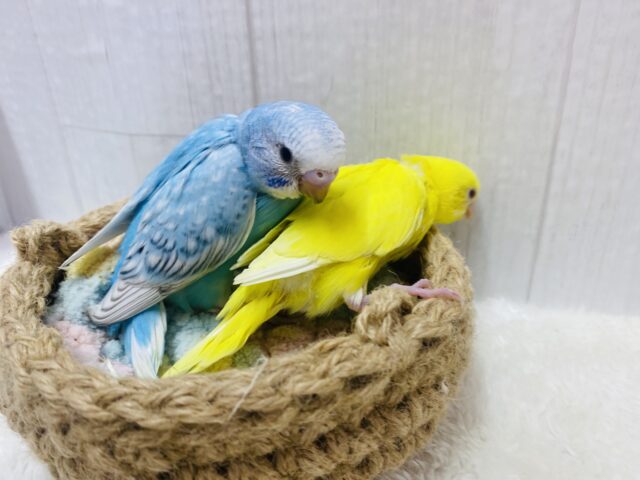 セキセイインコ