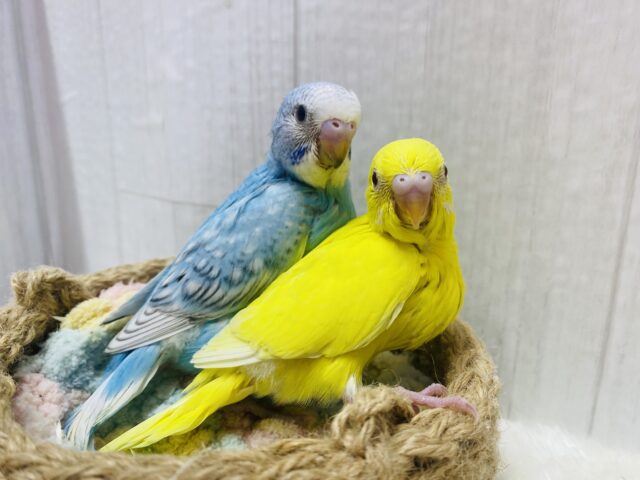 セキセイインコ