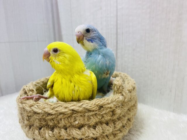 セキセイインコ