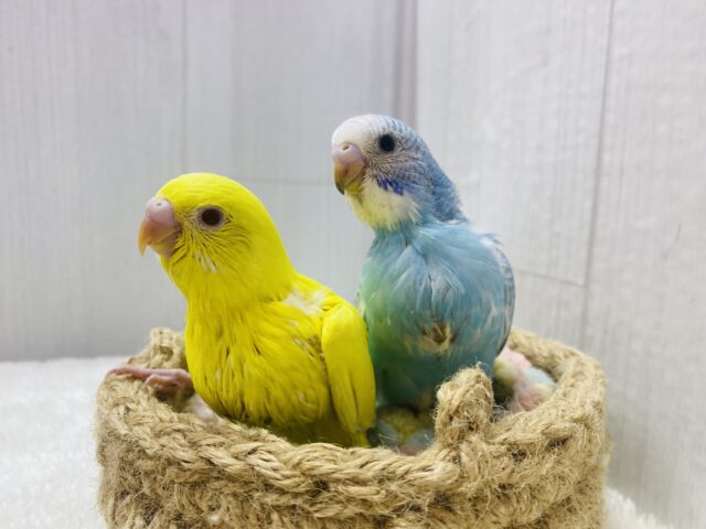 セキセイインコ