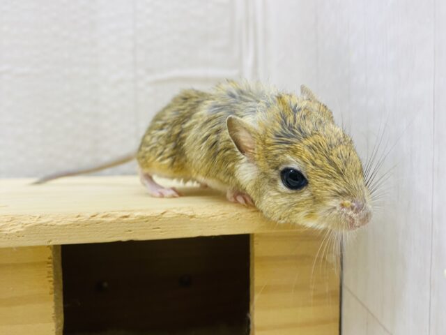 ジャイアントジャービル（オオスナネズミ）