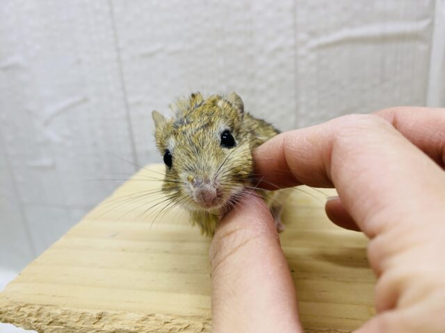 ジャイアントジャービル（オオスナネズミ）